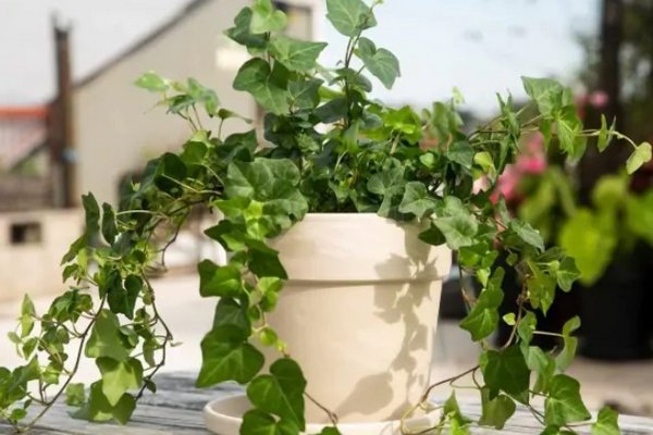 Убирать придется не так часто: три растения умеют очищать дом от пыли