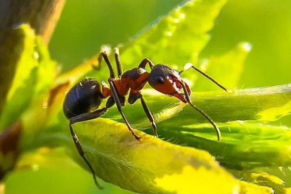 По запаху. Ученые натаскали муравьев для обнаружения рака