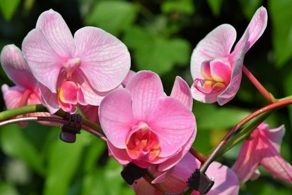 Народные способы подкормки орхидей, которые заставят растение мощно расти и цвести