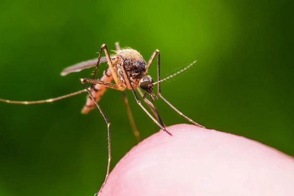 "Магнит" для комаров: исследователи объяснили, что привлекает надоедливых насекомых