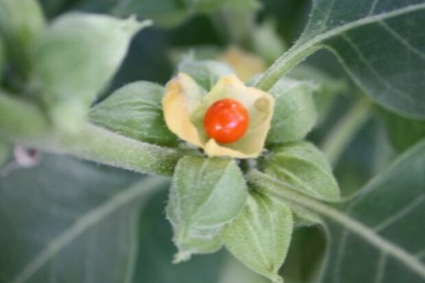 Цветок страсти, алоэ и даже ашваганда: растения, которые обязательно должны быть на вашем подоконнике