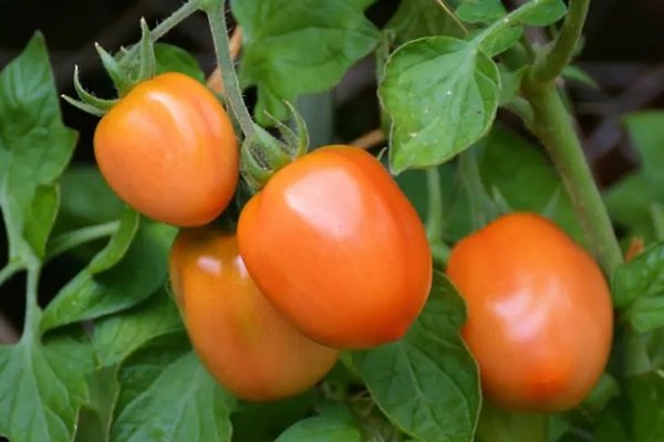 Как обезопасить урожай помидоров от болезней: рецепт раствора из копеечных ингредиентов