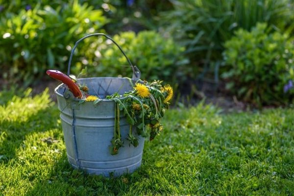 Как избавиться от сорняков: простой и действенный способ