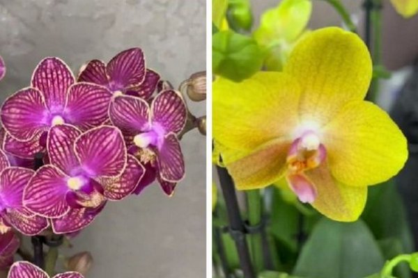 Мощный стимулятор роста для орхидей за копейки: очень простой рецепт