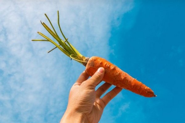 Выращивание моркови: основные правила, на которые нужно обратить внимание, чтобы был хороший урожай