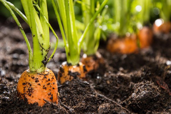 Когда летом сеять морковь для зимнего хранения: лучшие сроки в июне-июле