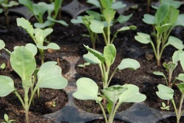 Получите большой урожай: чем удобрить рассаду овощей после посадки