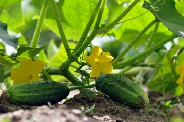 Чем поливать огурцы, чтобы получить роскошный урожай: рецепт простой подкормки