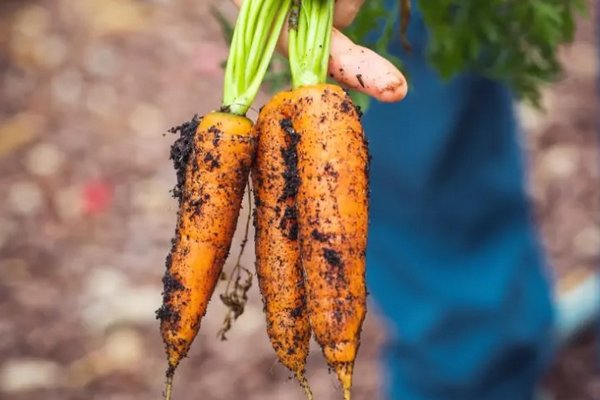 Ни одна морковь не сгниет за зиму: положите овощ в эту посуду