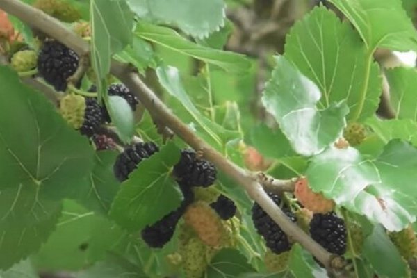 Полезная шелковица: чем обогатит организм летняя ягода