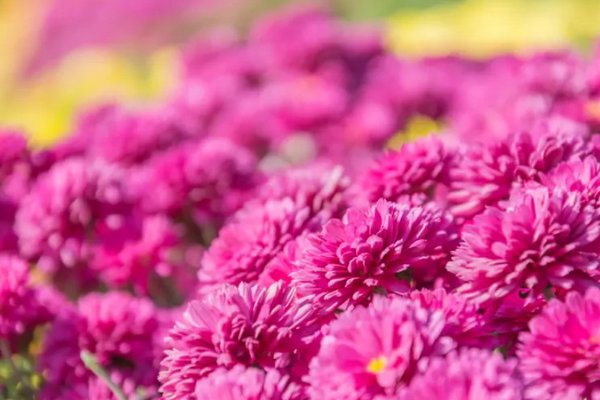 Выращиваем хризантемы осенью: четыре правила, чтобы цветы росли пышными и здоровыми