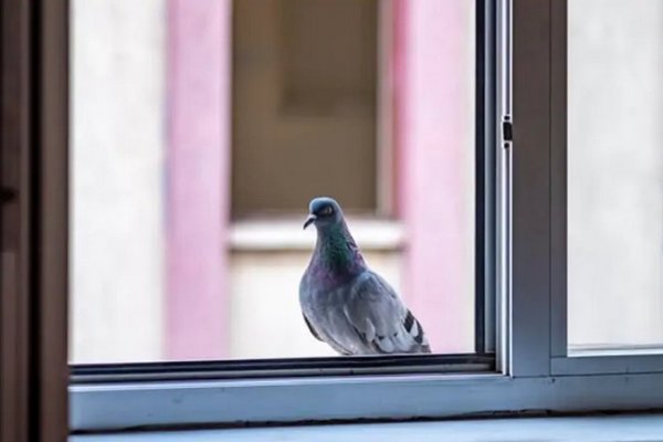 Ласточка к подаркам, а воробей к потерям: что говорят приметы, если в окно стучат птицы