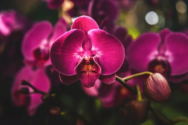 Спасет одна специя: чем оживить орхидею, которая не хочет цвести
