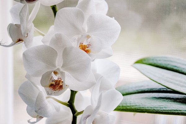 Как часто поливать орхидею зимой, чтобы она не сгнила и не засохла