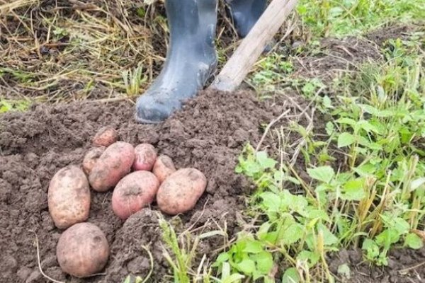 Вам не хватит мешков для нового урожая: что нужно сделать с огородом после того, как вы выкопали картошку