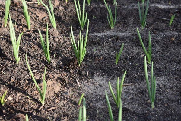 Как вырастить хороший урожай лука: все уловки посадки и ухода