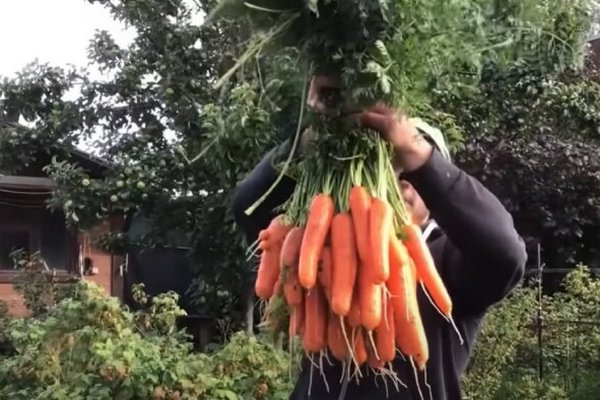 Морковь вырастет большой и сладкой: супер способ посева