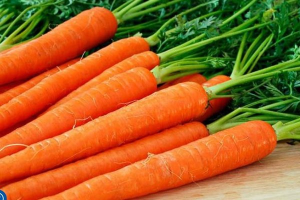 Чтобы морковь была ровной и длинной: топ-3 правила бывалых огородников