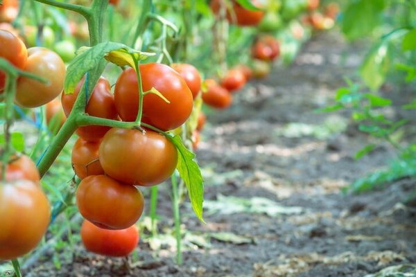 Как обрезать помидоры в июле: советы огородникам