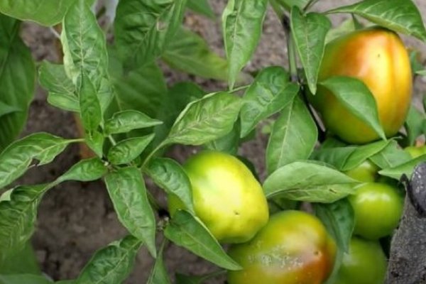 Как значительно повысить урожайность перца: приемы опытных агрономов