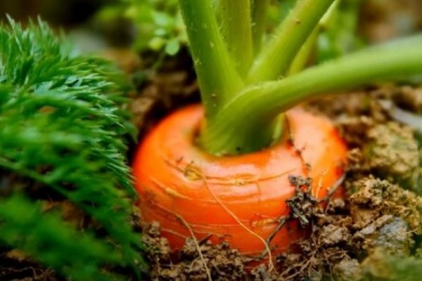 Морковь не потрескается и вырастет большой: что нужно сделать в июле