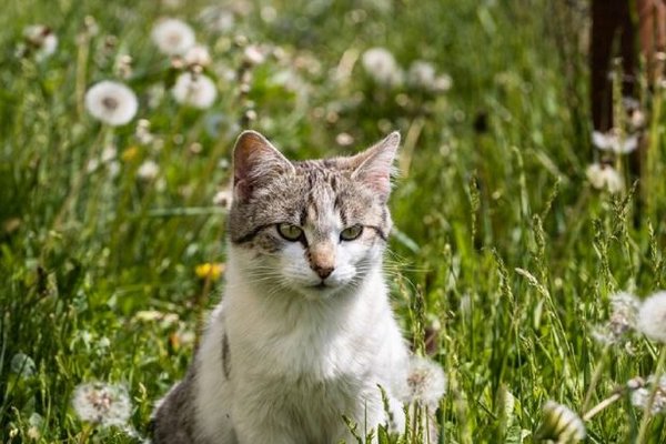 Зачем кошкам нужны усы и почему нельзя их подстригать?