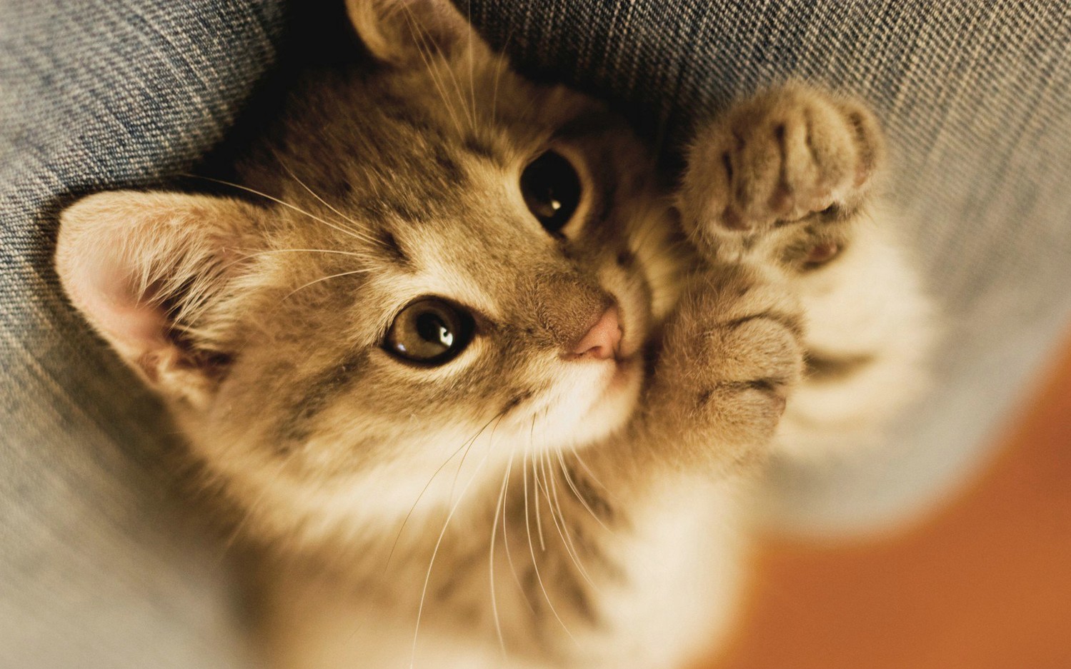 Что делать, если у кота температура и он ничего не ест?