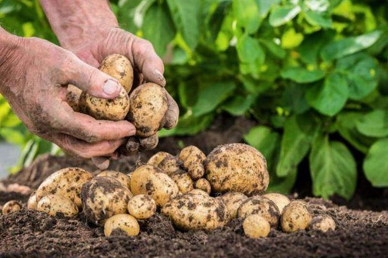 Агротехника выращивания органического картофеля